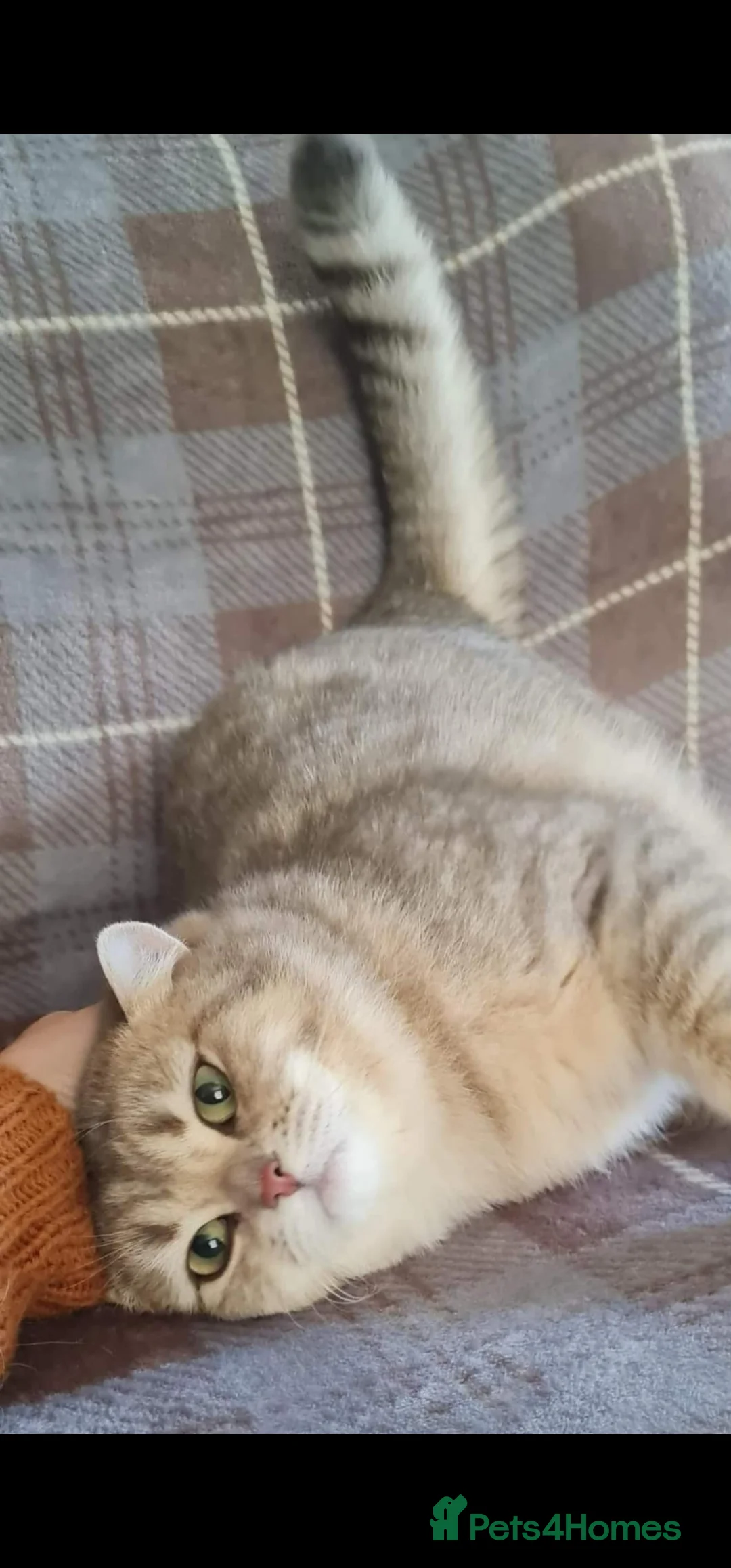 British Shorthair cats for stud: stud boys in Rhyl - Advert 12