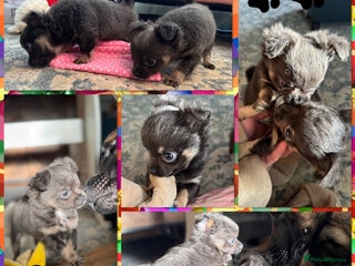 Chihuahua dogs Beautiful Long-Coat Chihuahua Blue Boys 🐾 - Advert 1