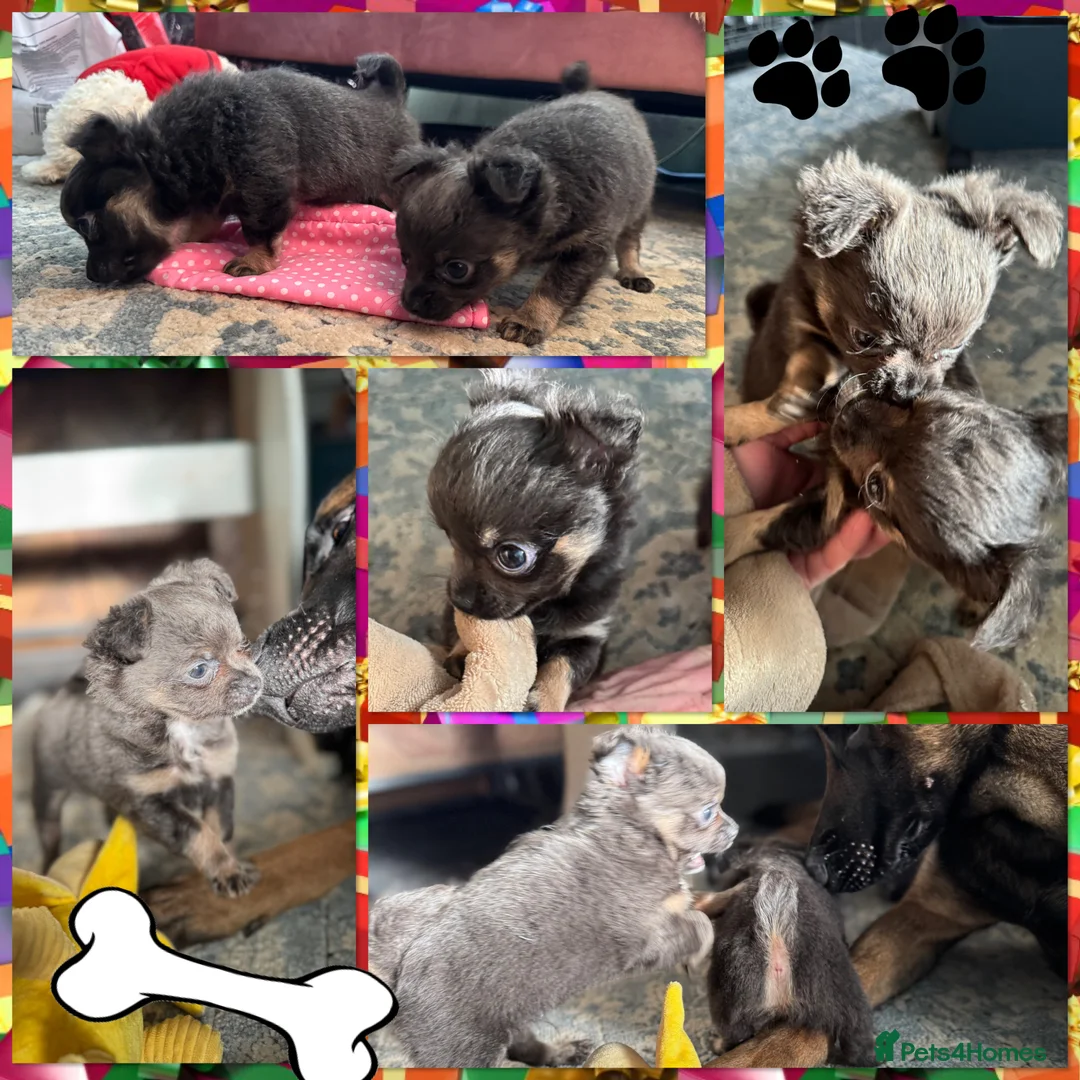 Chihuahua dogs for sale: Sold! - Advert 1