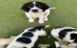 English Springer Spaniel dogs for sale: Stunning kc reg dna tested  - Image 9