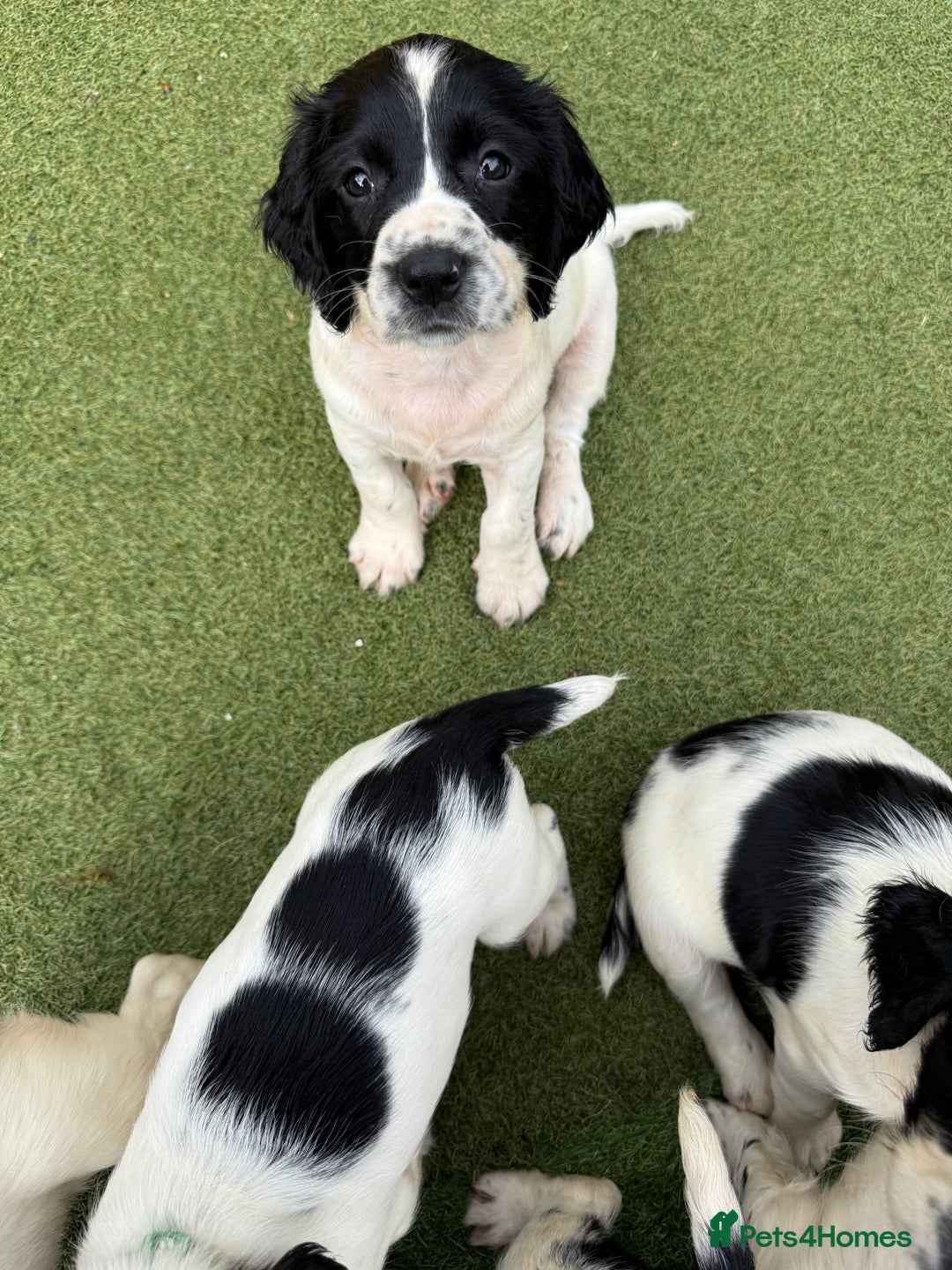 English Springer Spaniel dogs for sale: Stunning kc reg dna tested  - Image 9