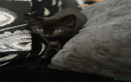 Mixed Breed cats for sale: 4 kittens for sale from 2 litters - Image 18