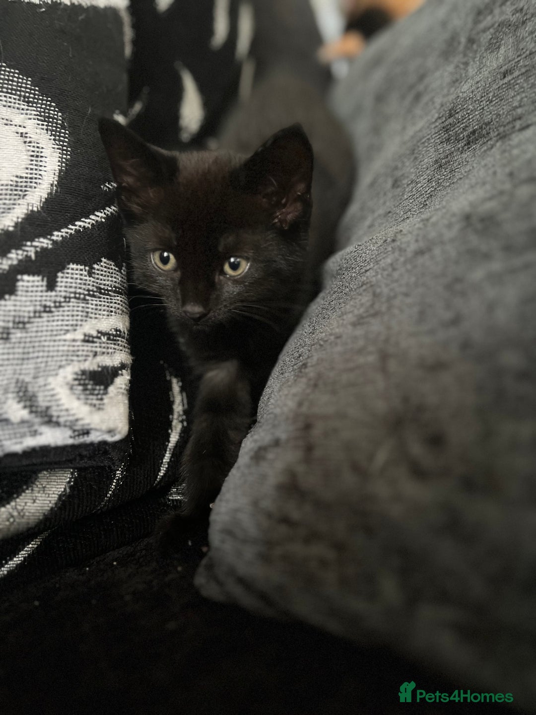 Mixed Breed cats for sale: 4 kittens for sale from 2 litters - Image 18