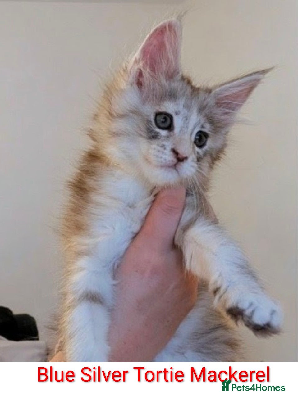 Maine Coon cats Champion Line Female Maine Coon Kittens  - Advert 15