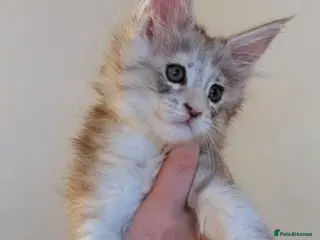 Maine Coon cats Champion Line Female Maine Coon Kittens - Advert 15