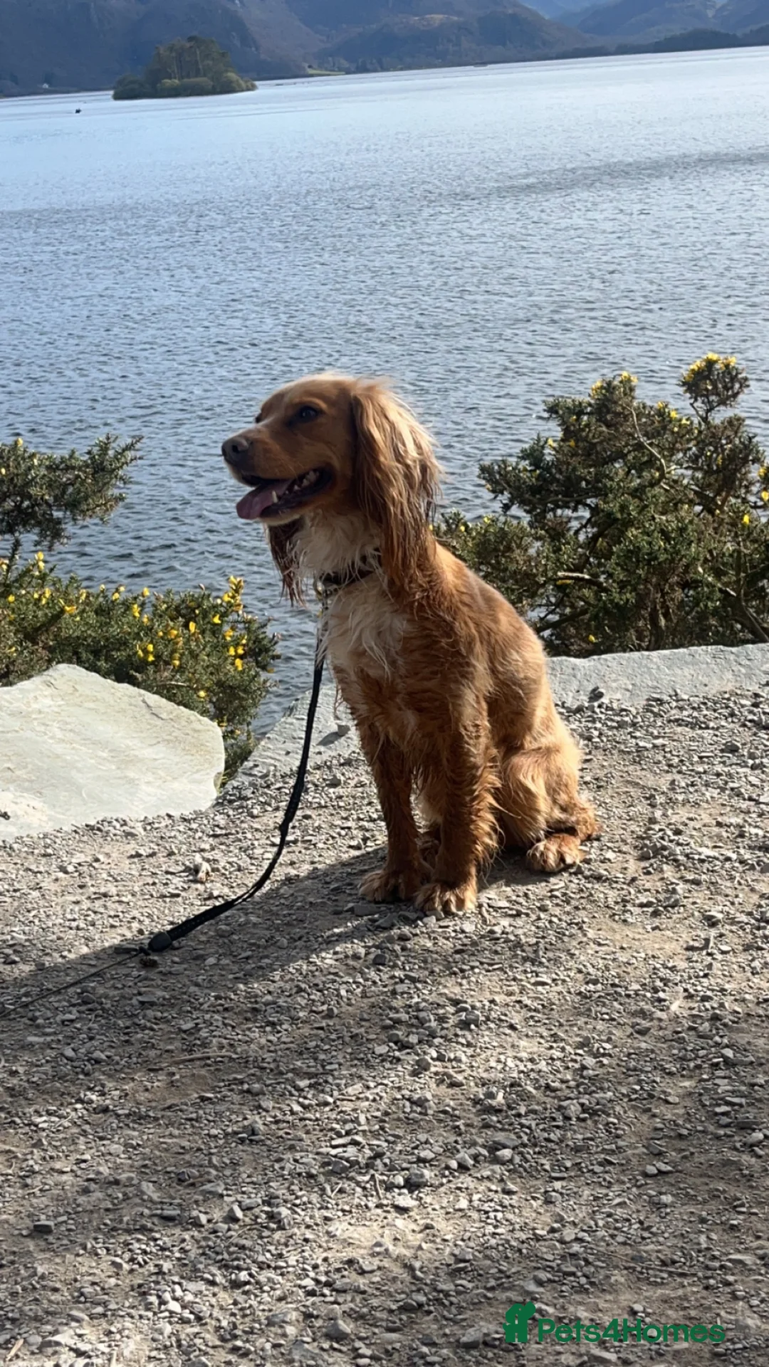 Cocker Spaniel dogs for sale: Boy cocker spaniel  - Advert 6