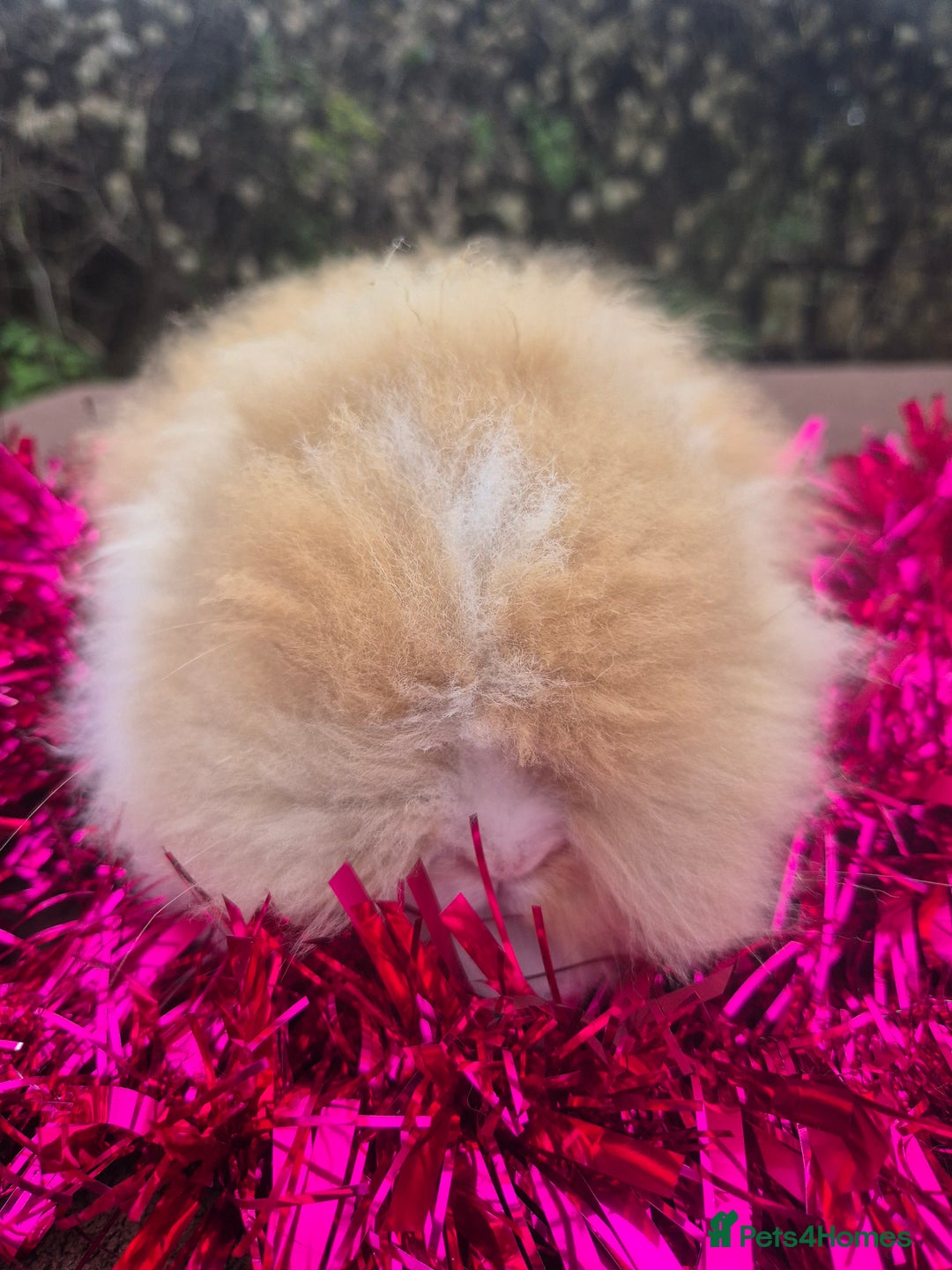 Angora rabbits for sale: Teddydwerg babies 💓💙 READY NOW 😍  - Advert 21