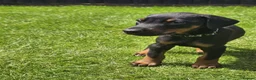 Dobermann dogs for sale: ☆☆Ready to leave Today  Black Doberman Puppies☆☆ - Advert 8