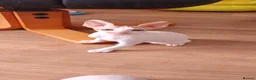 Cornish Rex cats for sale: Cornish Rex Kittens Available for Reservation  - Advert 8