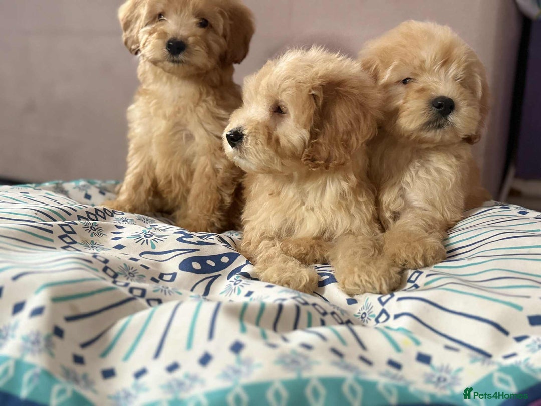 Cockapoo dogs for sale: Outstanding puppies  - Image 6