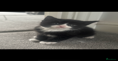 British Shorthair cats - Advert 7