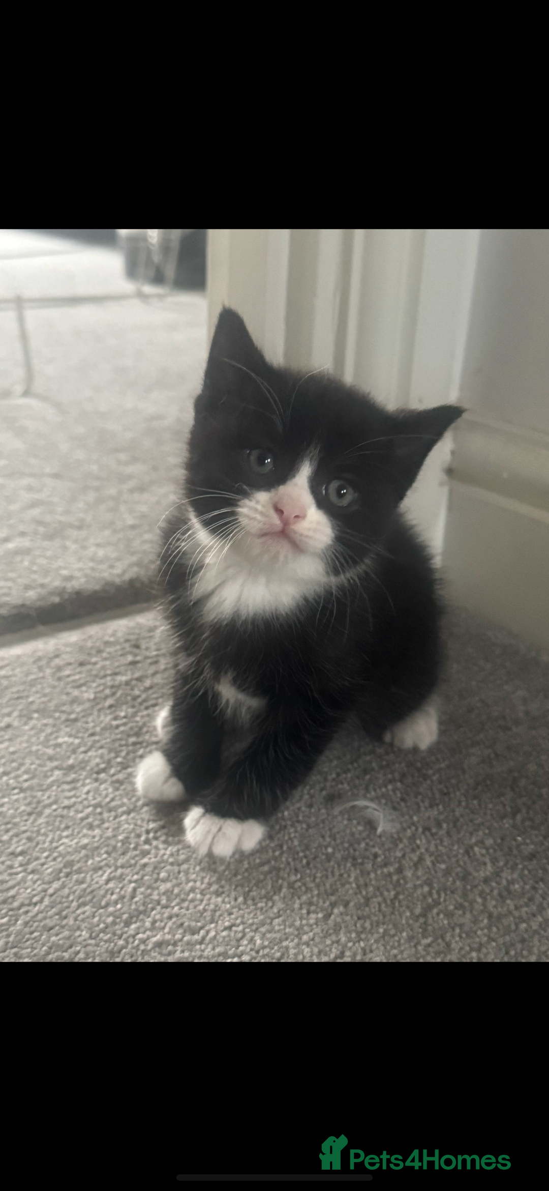 British Shorthair cats for sale: 🐾Adorable British shorthair kittens🐾 - Image 3