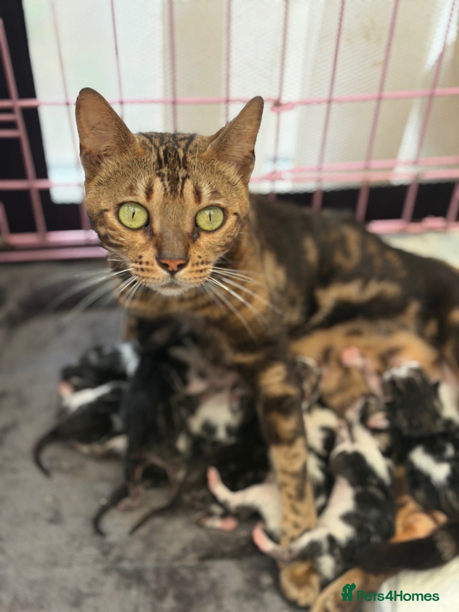 Mixed Breed cats Bengal X Tabby Mix - Advert 2
