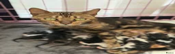Mixed Breed cats for sale: Bengal X Tabby Mix - Advert 1