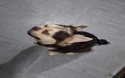 Frug dogs for sale: Puppy - Image 2