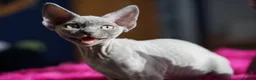 Devon Rex cats for sale: Blue Devon Rex male kitten  - Advert 6
