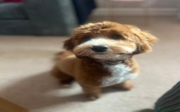 Cockapoo dogs for sale: 11 month old cockapoo  - Image 3