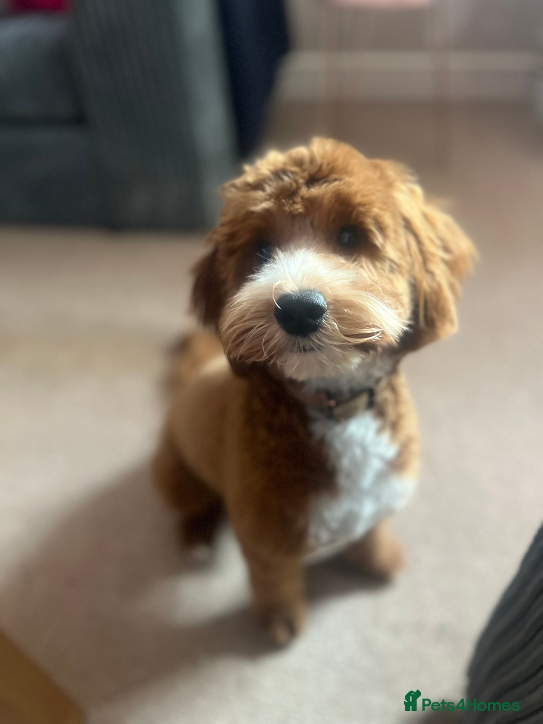 Cockapoo dogs for sale: 11 month old cockapoo  - Image 3