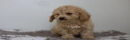 Cavapoo dogs for sale: Cavapoo Puppies  - Advert 20