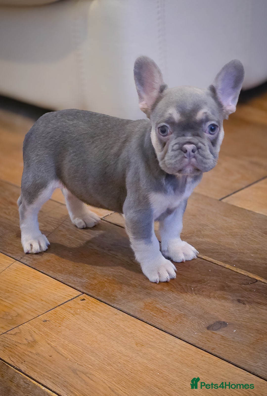 French Bulldog dogs for sale: 🐾 Exceptional French Bulldog Puppies Available 🐾 - Advert 6