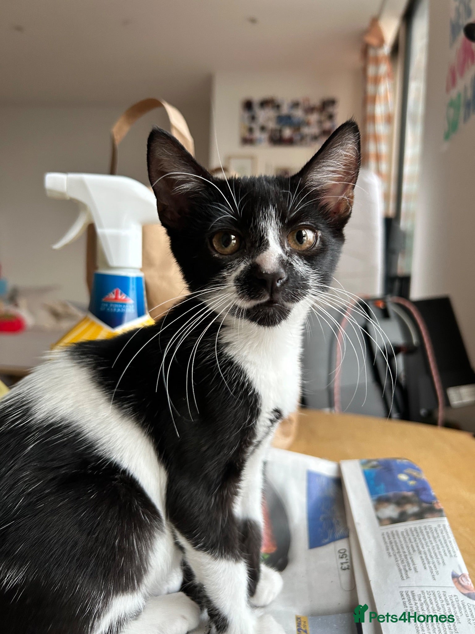 American Shorthair cats 4-Month-Old Female American Shorthair Kitten - Advert 12