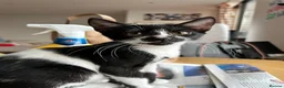 American Shorthair cats for sale: 4-Month-Old Female American Shorthair Kitten in London - Advert 1