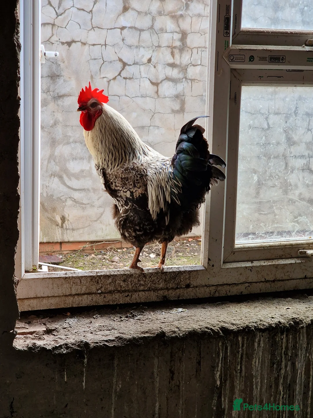 Chickens poultry for sale: Cockerels For Sale - Advert 5