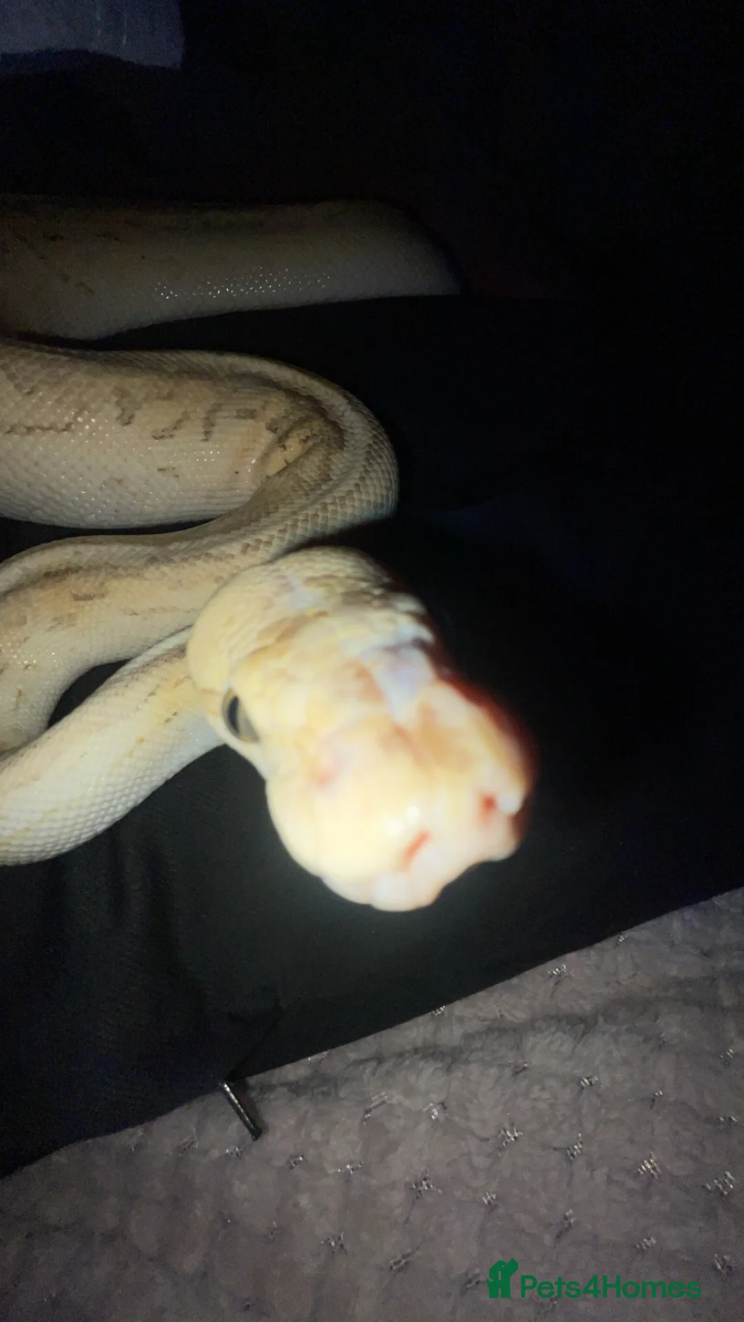 Python Snake reptiles for sale: Banana lesser pinstripe ball python - Advert 4