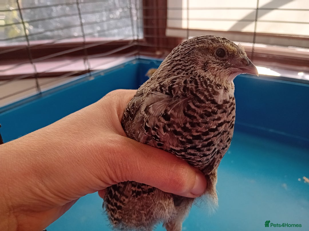 Quail poultry for sale: 6 x Healthy Young Quail – Ready for New Homes - Image 7