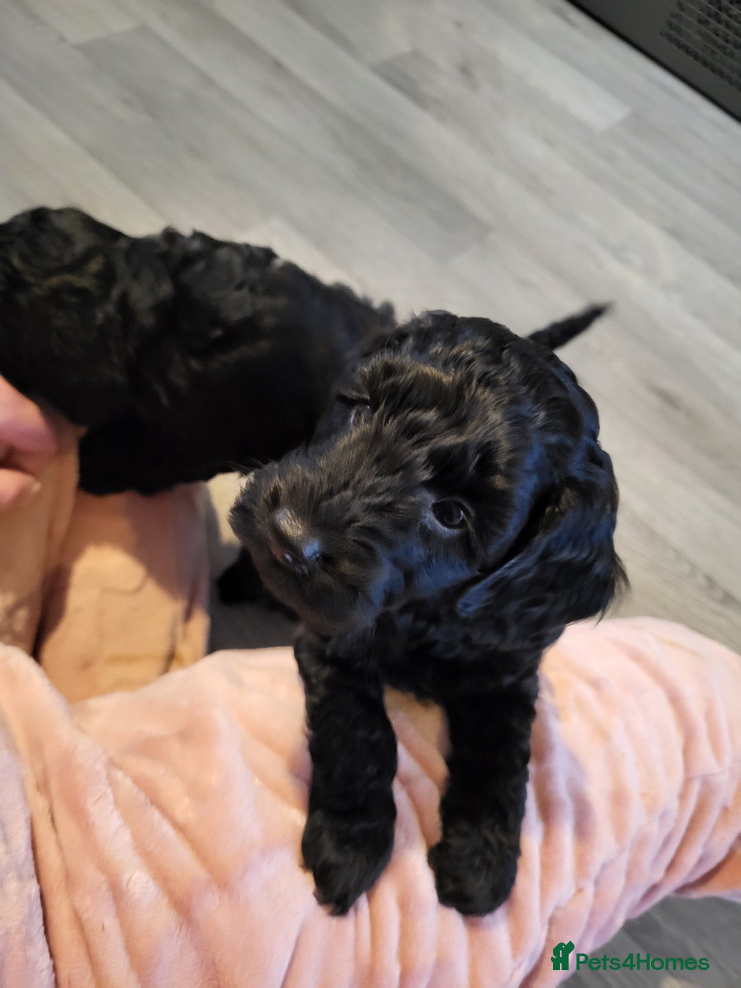 Cockapoo dogs for sale: TOY F1B COCKPOOS - Advert 10