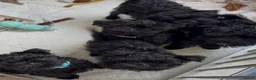 Affenpinscher dogs for sale: AFFENPINCHER PUPPIES - 2 beautiful male puppies in Castle Douglas - Advert 3