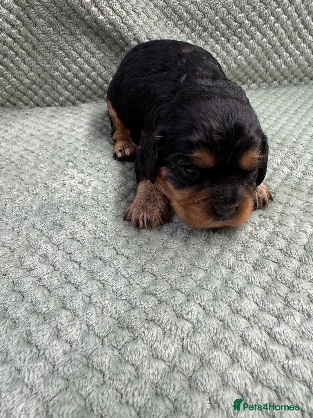 Cavalier King Charles Spaniel dogs for sale: Cavalier King Charles pups  - Advert 16