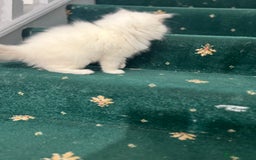 Ragdoll cats for sale: Extremely white Ragdoll boy! - Image 12