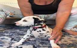 Dalmatian dogs for sale:  Beautiful Dalmatian puppies  - Image 9