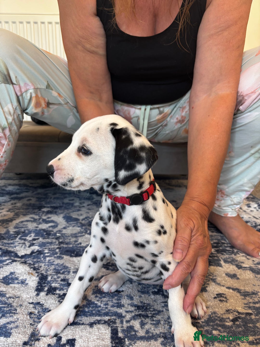 Dalmatian dogs for sale:  Beautiful Dalmatian puppies  - Image 9