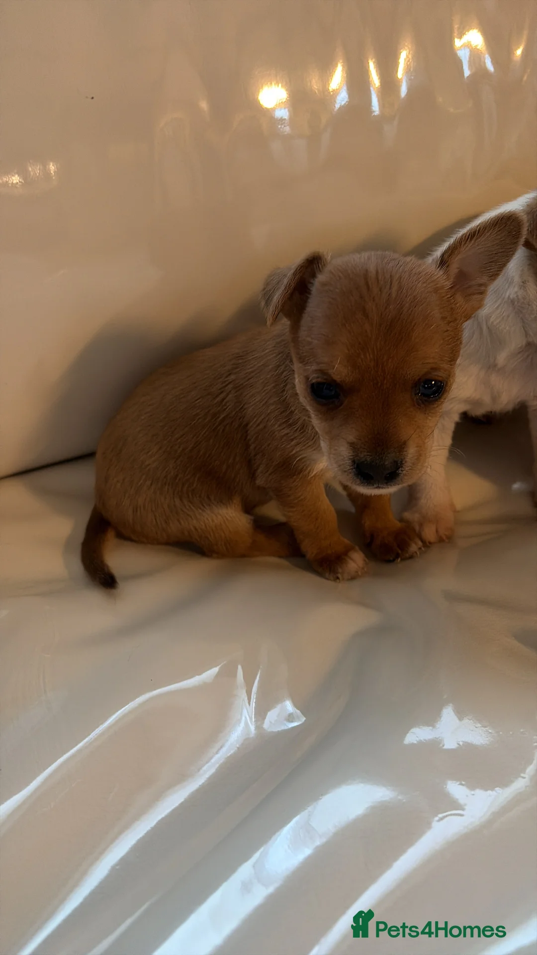 Jack Russell dogs for sale: Jack Russell  - Advert 2