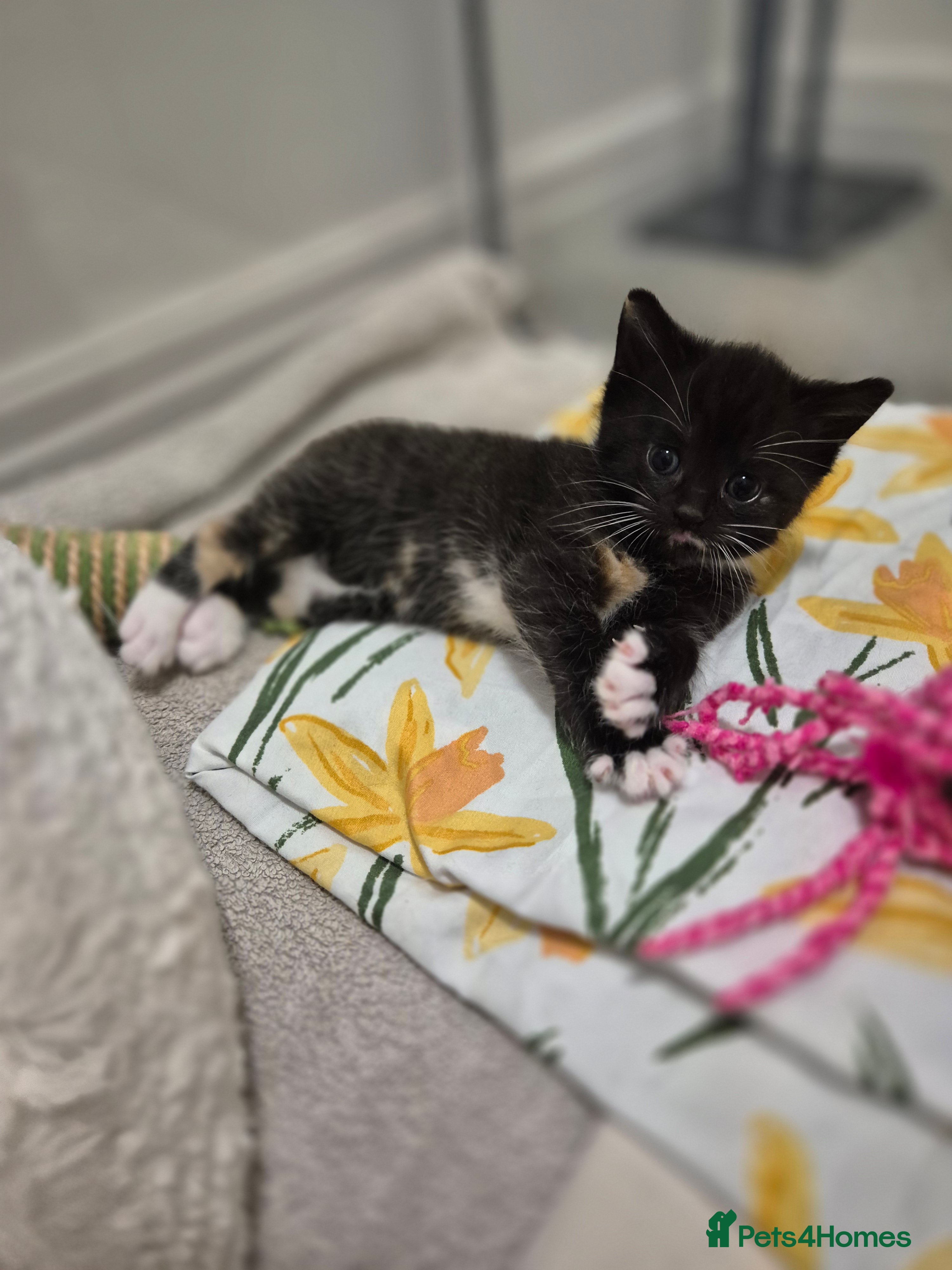 Mixed Breed cats Tri-Colour Girl Kitten – Ready Now 🐾 - Advert 1