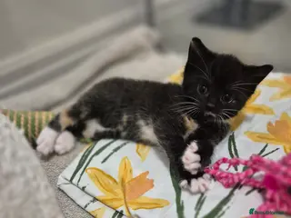 Mixed Breed cats Tri-Colour Girl Kitten – Ready Now 🐾 - Advert 1