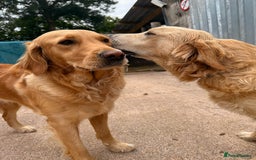 Golden Retriever dogs for sale: Two stunning boys, excellent heslth test results!  - Image 8