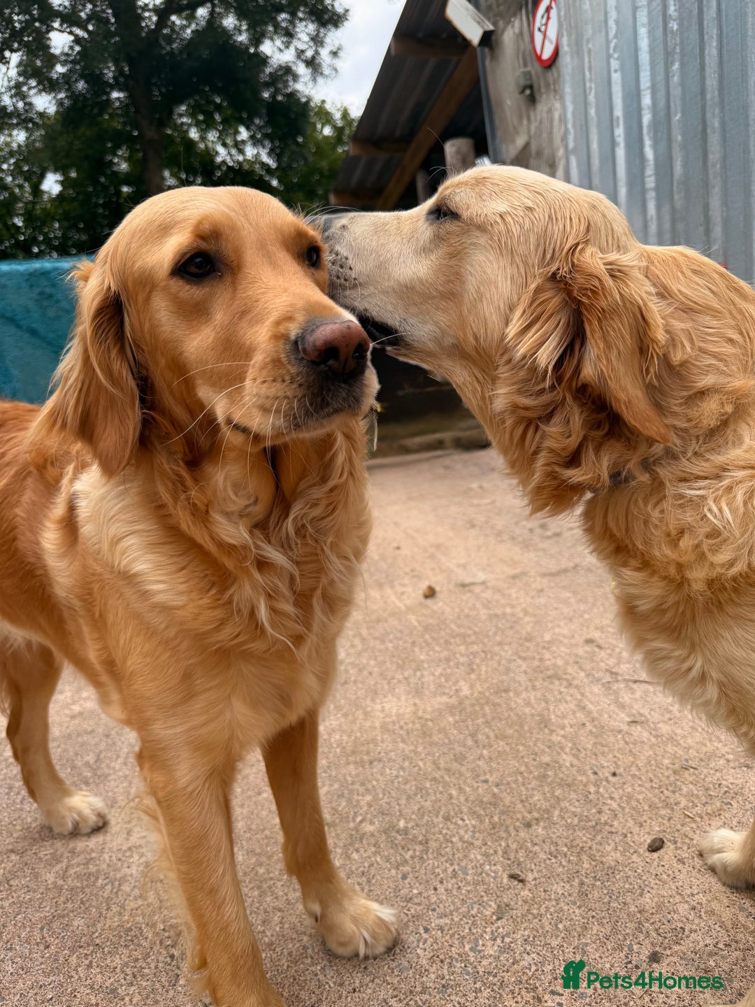 Golden Retriever dogs for sale: Two stunning boys, excellent heslth test results!  - Image 8