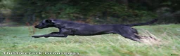 Labrador Retriever dogs for sale: KC Labrador - Traditional working  - Advert 23