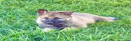 German Shepherd dogs for sale: Working line GSD pups  - Advert 15