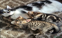 Mixed Breed cats for sale: 3 Beautiful kittens looking for home - Image 7