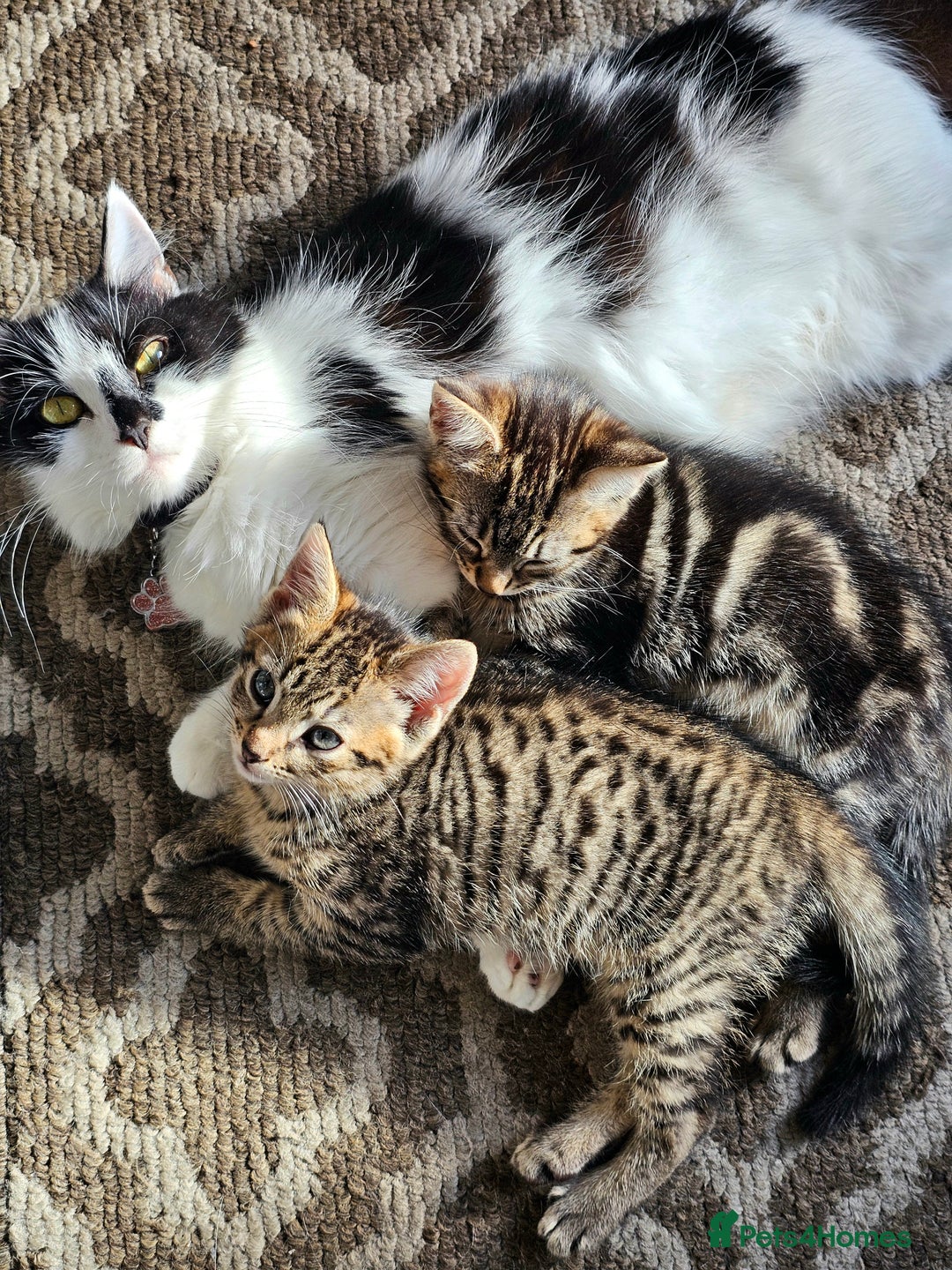 Mixed Breed cats for sale: 3 Beautiful kittens looking for home - Image 7