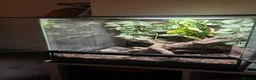 Gecko reptiles for sale: Crested Gecko in Hertford - Advert 4