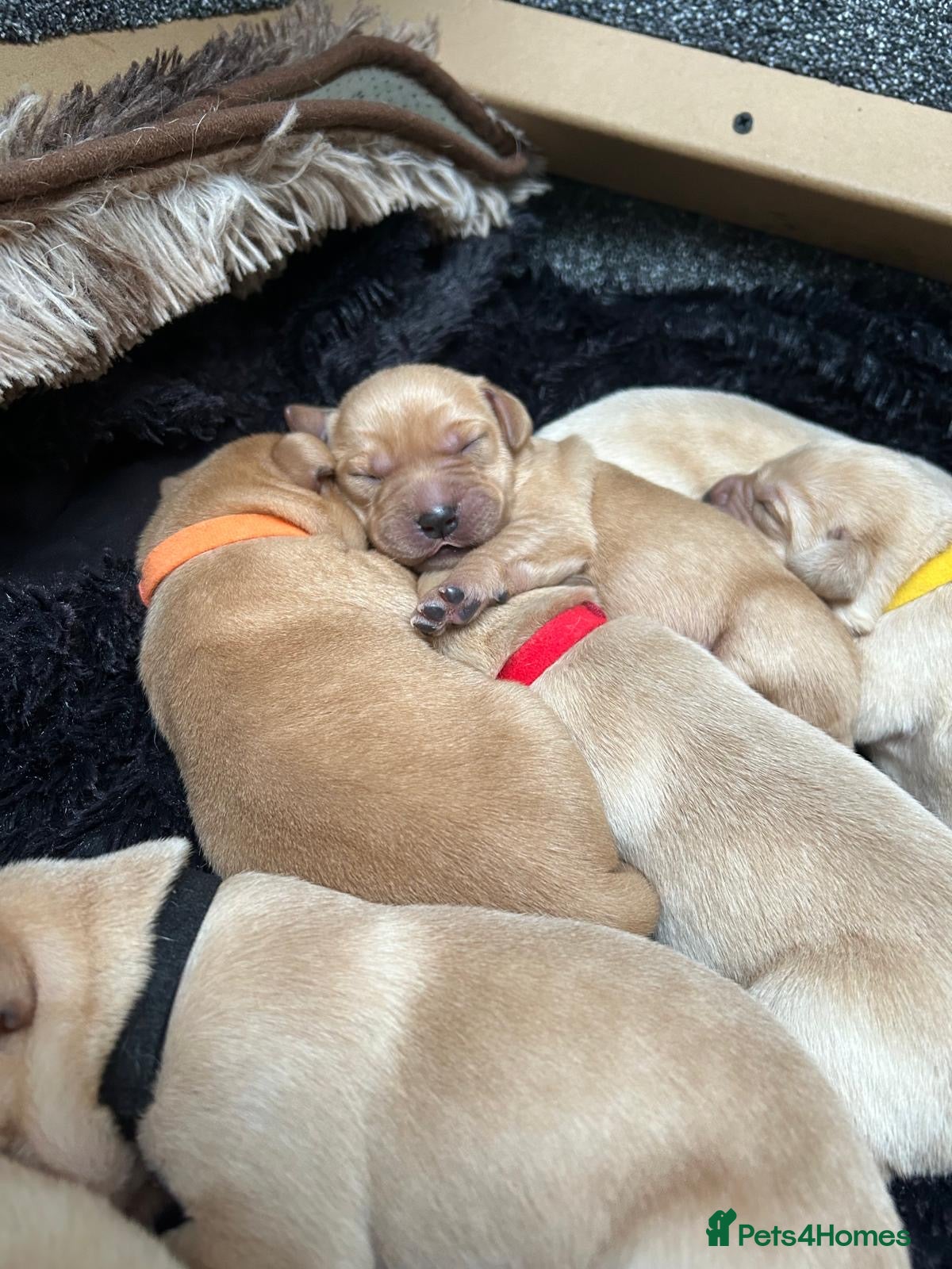 Labrador Retriever dogs 9 pups- only 4 left, beautiful boys born 19/01 - Advert 5