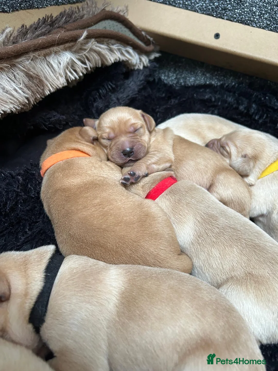 Labrador Retriever dogs for sale: 9 pups Only 4 left, All beautiful boys born 19/01 - Advert 4