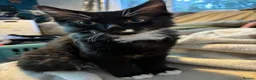 Ragcoon cats for sale: Only 2 beautiful boy Ragcoon's left  - Advert 10