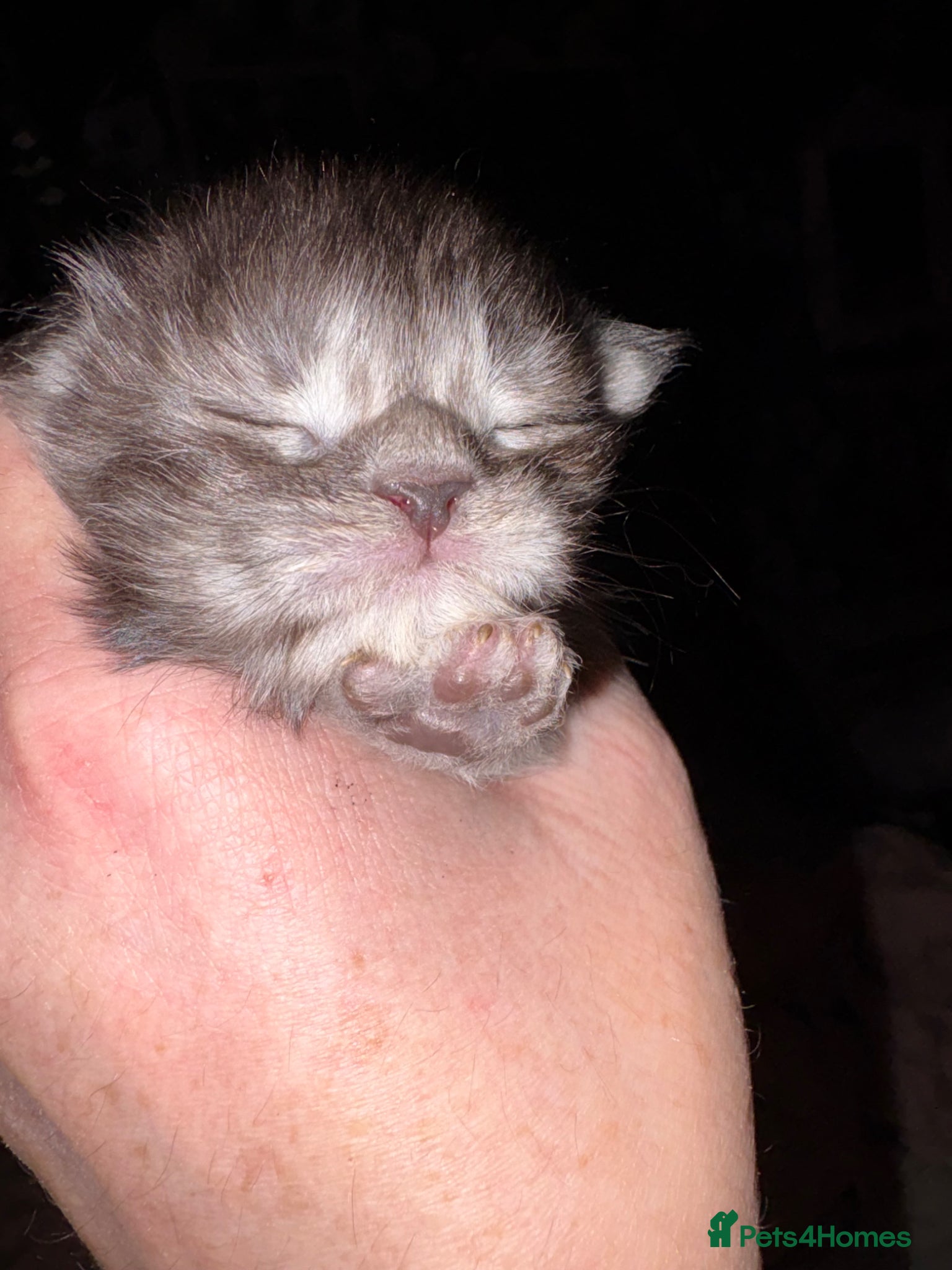 Maine Coon cats Beautiful kittens  - Advert 2