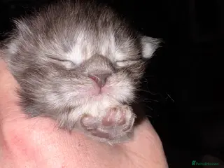 Maine Coon cats Beautiful kittens - Advert 12